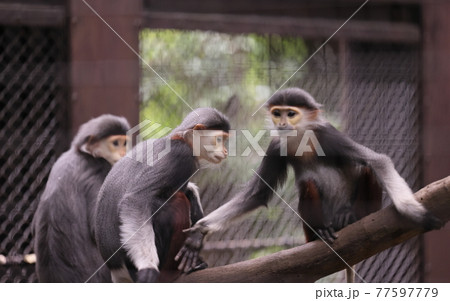 ズーラシアの動物たち ズーラシアの動物たち 77597779