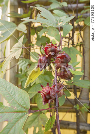 Red roselle for health drink natural herbs , Roselle fruits plant on tree in the garden with green leaf. Red roselle for health drink natural herbs , Roselle fruits plant on tree in the garden with green leaf. 77598109