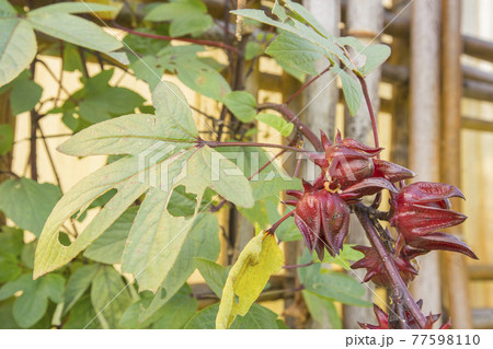 Red roselle for health drink natural herbs , Roselle fruits plant on tree in the garden with green leaf. Red roselle for health drink natural herbs , Roselle fruits plant on tree in the garden with green leaf. 77598110