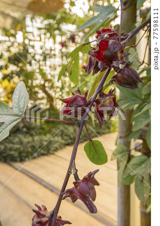 Red roselle for health drink natural herbs , Roselle fruits plant on tree in the garden with green leaf. Red roselle for health drink natural herbs , Roselle fruits plant on tree in the garden with green leaf. 77598111