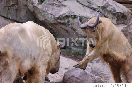 ズーラシアの動物たち 77598112