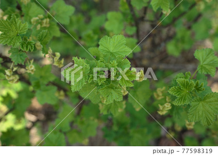 Selective focus, top view of blooming green leaves on the shrub Selective focus, top view of blooming green leaves on the shrub 77598319