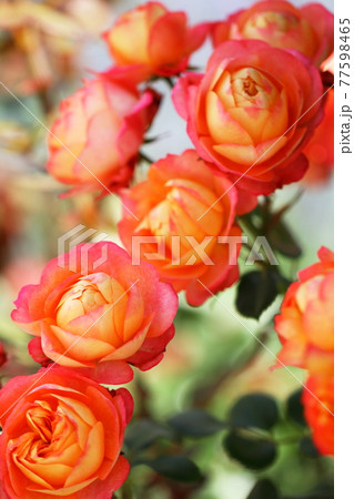 バラ　ソレイユロマンティカ 77598465