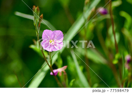 アカバナユウゲショウ 77598479