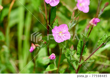 アカバナユウゲショウ 77598485