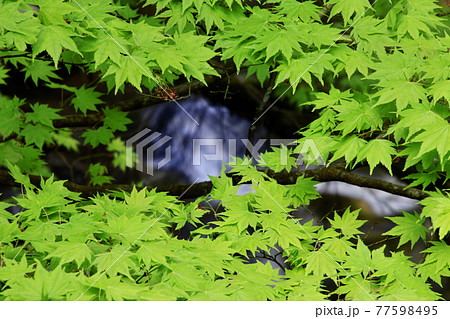 羽黒山・祓川の青モミジ（山形県・鶴岡市） 77598495