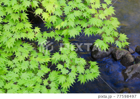 羽黒山・祓川の青モミジ(山形県・鶴岡市) 羽黒山・祓川の青モミジ(山形県・鶴岡市) 77598497