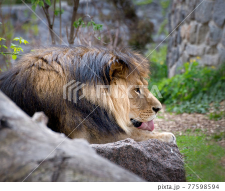 Male Lion resting in the zoo. African exotic animal portrait Male Lion resting in the zoo. African exotic animal portrait 77598594