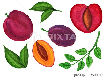 Watercolor plum set isolated on white background. Chinese plum Watercolor plum set isolated on white background. Chinese plum 77599513
