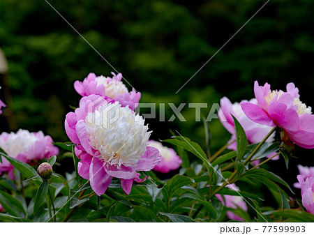 豪華でエレガントな芍薬の花 豪華でエレガントな芍薬の花 77599903