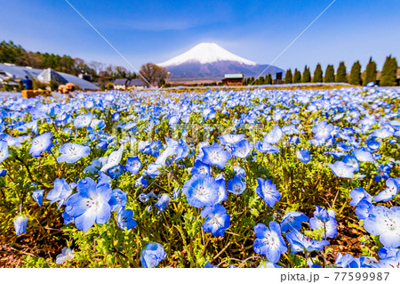 (山梨県)ネモフィラ咲く花の都公園から、富士山 (山梨県)ネモフィラ咲く花の都公園から、富士山 77599987
