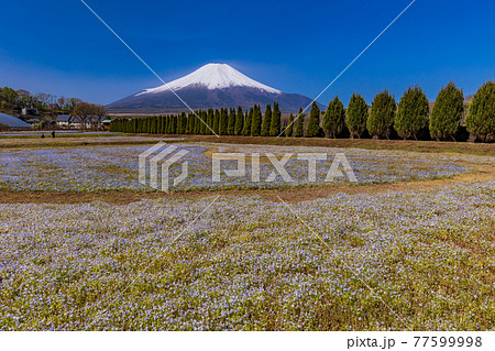 (山梨県)ネモフィラ咲く花の都公園から、富士山 (山梨県)ネモフィラ咲く花の都公園から、富士山 77599998
