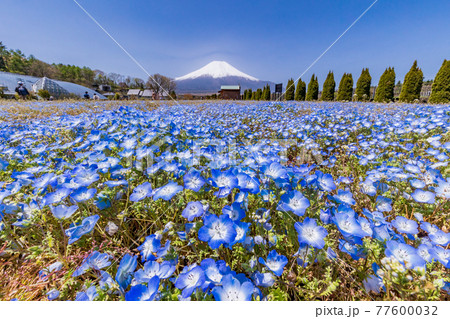 （山梨県）ネモフィラ咲く花の都公園から、富士山 77600032