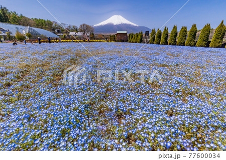 (山梨県)ネモフィラ咲く花の都公園から、富士山 (山梨県)ネモフィラ咲く花の都公園から、富士山 77600034