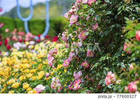 霊山寺　満開のバラ園　バラフェスタ 77600327