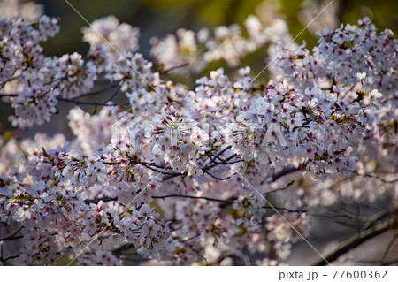井の頭公園の日陰の桜 7分咲き【春イメージ】 井の頭公園の日陰の桜 7分咲き【春イメージ】 77600362