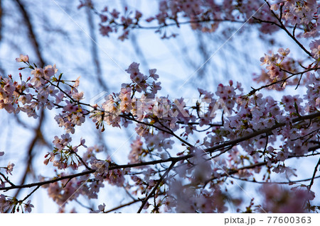 井の頭公園の日陰の桜　7分咲き【春イメージ】 77600363