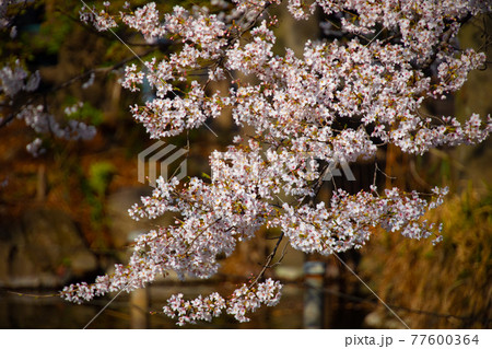 井の頭公園の日陰の桜　7分咲き【春イメージ】 77600364