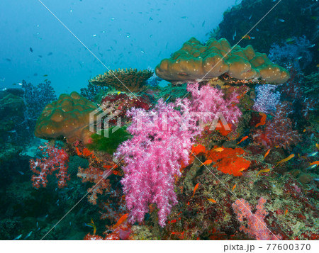 ソフトコーラルとイシサンゴの根 (シミラン諸島、タイ王国) ソフトコーラルとイシサンゴの根 (シミラン諸島、タイ王国) 77600370