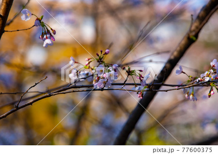井の頭公園の日陰の桜　7分咲き【春イメージ】 77600375