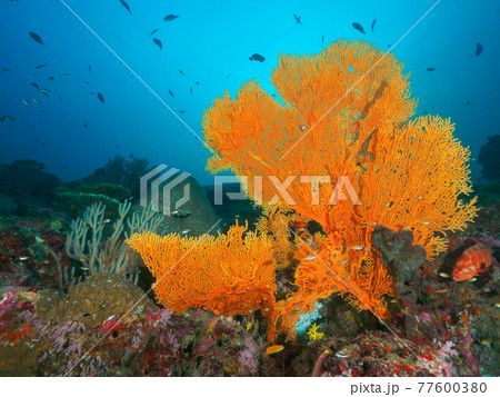 大きなウミウチワと様々な珊瑚 (タチャイ島、シミラン海洋国立公園、タイ王国)の写真素材 [77600380] - PIXTA