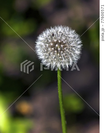 Dandelion In Field. Dandelion In Field. 77600571