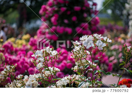 晴天の青空に咲き誇るバラの花の風景 晴天の青空に咲き誇るバラの花の風景 77600792