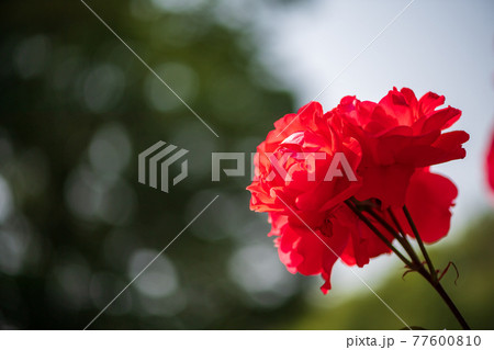 晴天の青空に咲き誇るバラの花の風景 晴天の青空に咲き誇るバラの花の風景 77600810