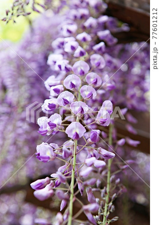 花 ドゥンコト 藤 77601212
