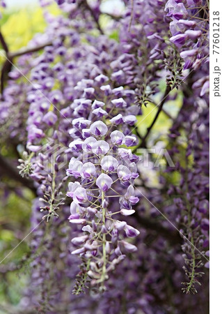 花 ドゥンコト 藤 77601218