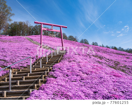 東藻琴芝桜公園 東藻琴芝桜公園 77601255