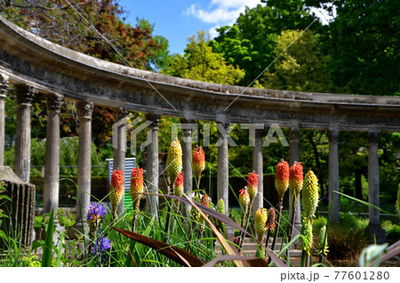 パリのモンソー公園に咲いているトリトマ（シャグマユリ）2021年5月7日撮影 77601280