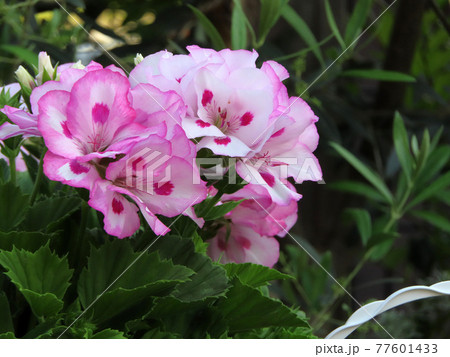 アザレアの様なピンクに花 アザレアの様なピンクに花 77601433
