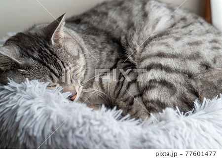 眠るネコ サバトラ猫 眠るネコ サバトラ猫 77601477
