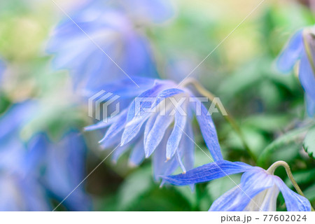 Beautiful white flowers against the background of green plants. Summer background Beautiful white flowers against the background of green plants. Summer background 77602024