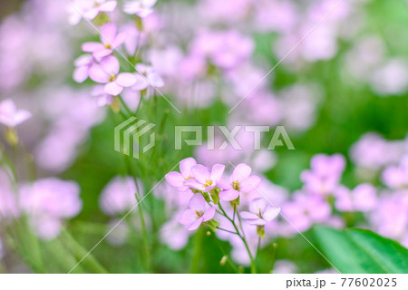 Beautiful white flowers against the background of green plants. Summer background Beautiful white flowers against the background of green plants. Summer background 77602025