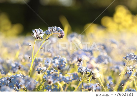 Myosotis sylvatica in the forest at dawn Myosotis sylvatica in the forest at dawn 77602231