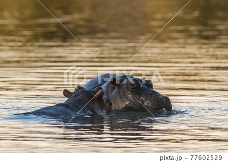 Hippopotamus , Kruger National Park , Africa 77602529