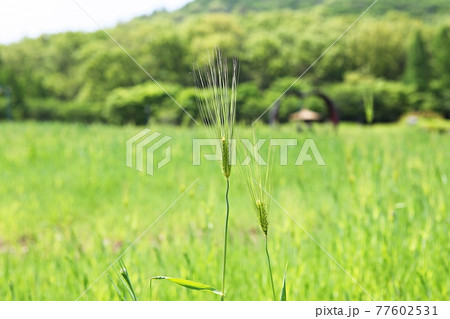 小麦 大麦 畑 77602531