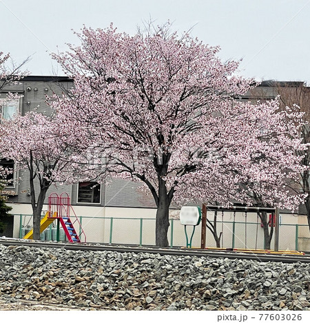 線路沿いの公園に咲く桜 線路沿いの公園に咲く桜 77603026