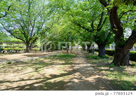 新緑の、千葉県船橋市、御滝公園 新緑の、千葉県船橋市、御滝公園 77603124