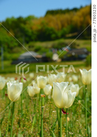 白いチューリップ 77603230