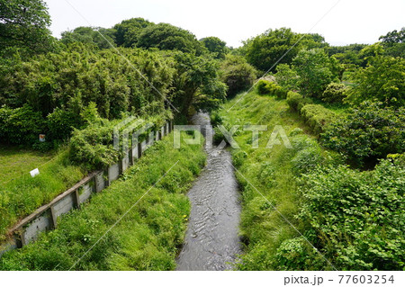 さくら橋から望む鳩川 ~神奈川県立 相模三川公園~ さくら橋から望む鳩川 ~神奈川県立 相模三川公園~ 77603254