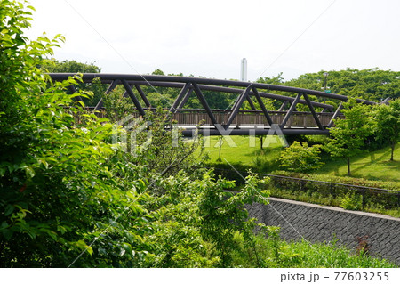 さくら橋 ~神奈川県立 相模三川公園~ さくら橋 ~神奈川県立 相模三川公園~ 77603255