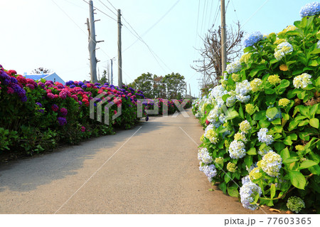 アジサイ 花 ガーデン 77603365