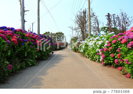 アジサイ 花 ガーデン 77603366
