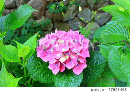 アジサイ 花 そばの花 77603468