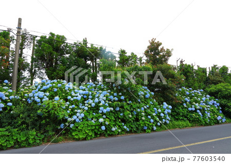 済州島 アジサイ 花 77603540