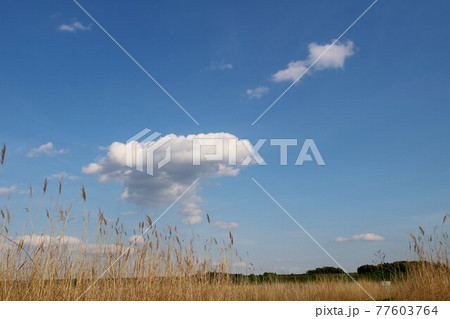 爽やかな空　河川敷　渡良瀬　春　風景 77603764
