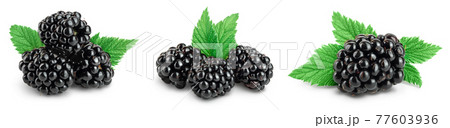 blackberry with leaf isolated on a white background closeup with full depth of field. Set or collection blackberry with leaf isolated on a white background closeup with full depth of field. Set or collection 77603936